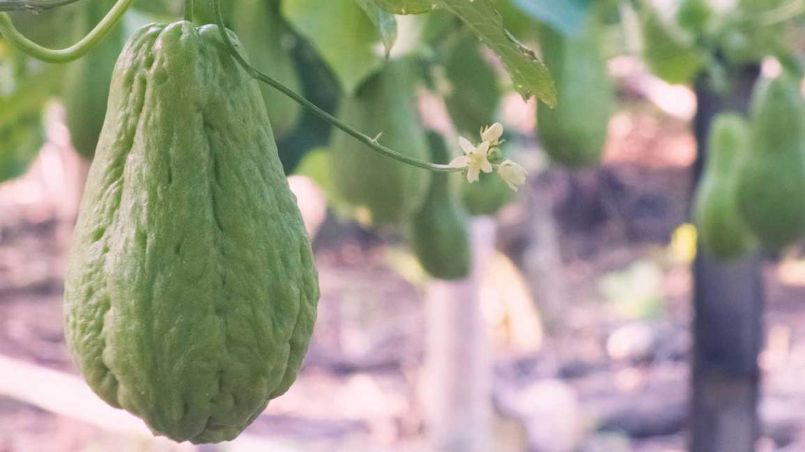 6 alimentos que le harán crecer el cabello natural más rápido