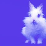 Finalizar las pruebas con animales