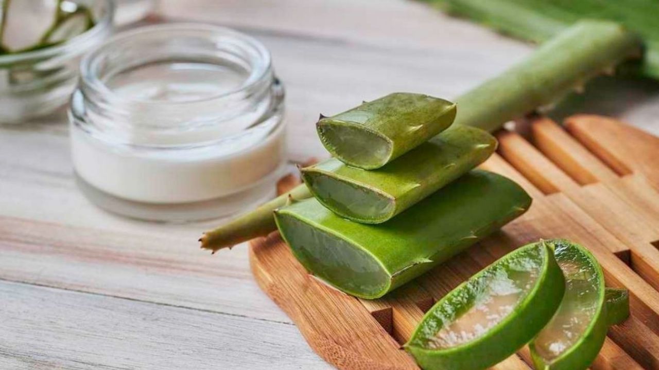 El aloe vera ofrece buenos beneficios para la piel, el cabello y la salud