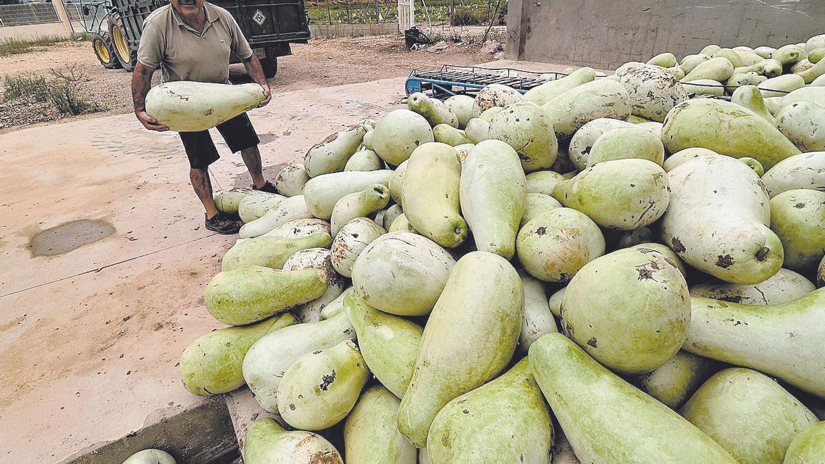 La sequía amenaza los dulces navideños: Las calabazas para Cabello de Ángel y Roscón llegan pequeñas y tarde